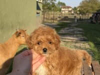 Mini Boy Maltipoo Kızımız