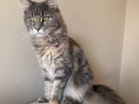 Dev Maine Coon Dişi Tortie Renk