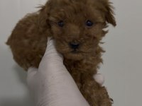 Erkek Kore Kan Toy Poodle Gerçek Kalite İsteyene