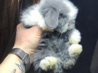 TEDDY LOP tavşanı sütten kesilenler