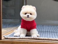 Orjinal Pomeranian Yavrumuz Maya