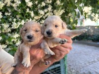 Golden retriever yavrularımız