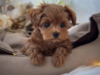 Teacup Kore Maltipoo Yavrular 