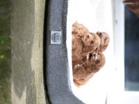 Poodle 35 günlük