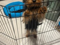 5 aylık yorkshire terrier erkek