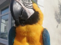 Sarı lacivert ara macaw var isteyen