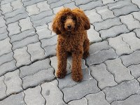 Sağlıklı Toy Poodle 9 Aylık