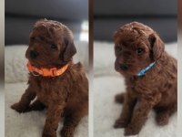 Aşılı Pasaportlu Mikro Çipli Toy Poodle Minikler