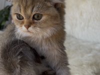 British shorthair golden yeşil göz dişi yavru