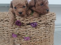 Ev ortamında poodle yavrularımız