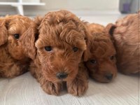 RED BROWN TOY POODLE YAVRULAR