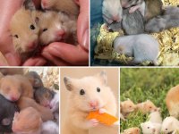 Çok tatlı minicik Suriye Hamster Adana