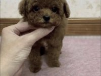 Toy Poodle Köpekleri