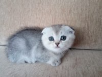Scottish fold ve British yavrular