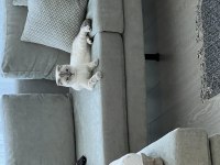 Scottish fold 1.5 yaşında