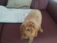 Aşıları yapılmış 3.5 aylık poodle
