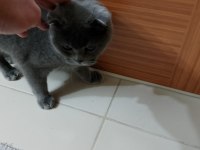 Ücretli 8 aylık kedimiz sahiplendirilecek