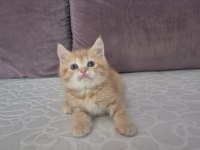 Ücretsiz Erkek British Shorthair