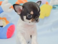 Bardak Boy Chihuahua Yavrular Sizlerle