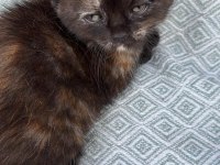 Sahiplendirme british shorthair