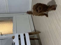 Toy poodle Kore mini boy