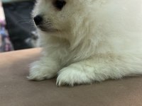 Pomeranian boo acil satılık