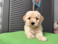 Güzeller güzeli maltipoo