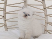 Safkan eşsiz güzellikte british longhair yavrularım