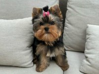 Evinizin Akıllı Yorkshire Terrier Şekeri