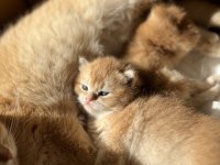 Golden ny12 erkek british shorthair