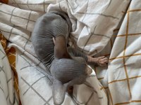 SAFKAN KANADA SFENKSİ ERKEK