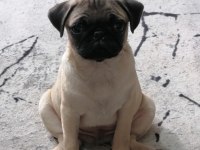 Pug Mops 55 - 65 günlük Erkek - Dişi Yavrular