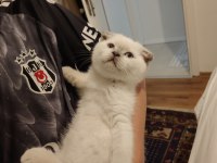 SCOTTİSH FOLD KEDİMİZE YUVA ARANIYOR