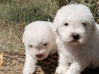 Özel ırk nadir güzellik uygun bütçe bichon frise