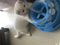 SCOTTİSH FOLD KEDİME ACİL ÖMÜRLÜK YUVA ARIYORUM