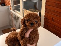 Toypoodle Redbrown Yavrular Kore Kan 