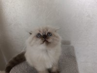 2 AYLIK KURU MAMAYA GEÇMİŞ SCOTTİSH FOLD