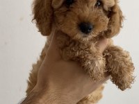 Tuvalet Eğitimli Toy Poodle Yavrularım - Her Renkten
