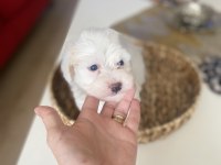 Xs Sıfır Numara Maltese Terrier Büyümeyen