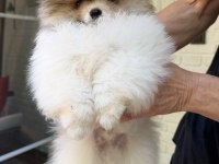 Muhteşem ayıcık tipinde Pomeranian erkek yavrumuz