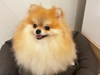 Erkek Dişi Pomeranian Boo Yavrular