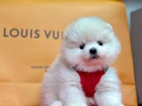 Sevimli Pomeranian Boo Yavrularımız
