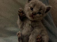 Safkan British Shorthair Yavrular