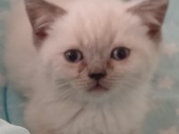 British shorthair yavrularımız yeni yuva arıyor