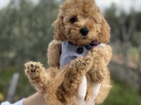 Brown toy poodle dişi