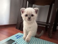 British shorthair blue point