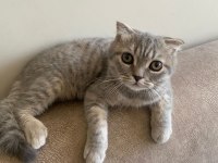 SCOTTİSH FOLD KEDİ 4 AYLIK