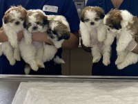 2 aylık erkek shih tzu bebekleri yarı fiyatına veriyoruz