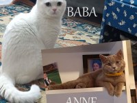 British Longhair 1 yaşındaki kızıma eş arıyorum