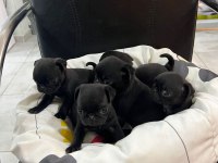Her renk her çeşit pug yavrularımız